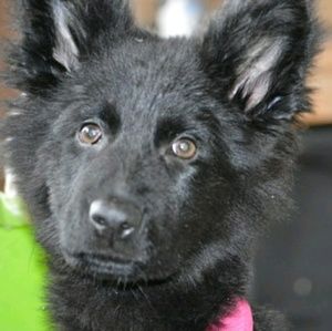 Meet your Posher, Pedro